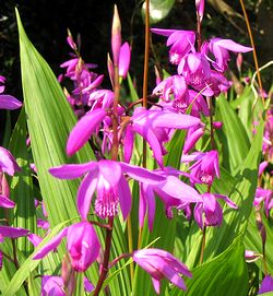 �V�����̉�